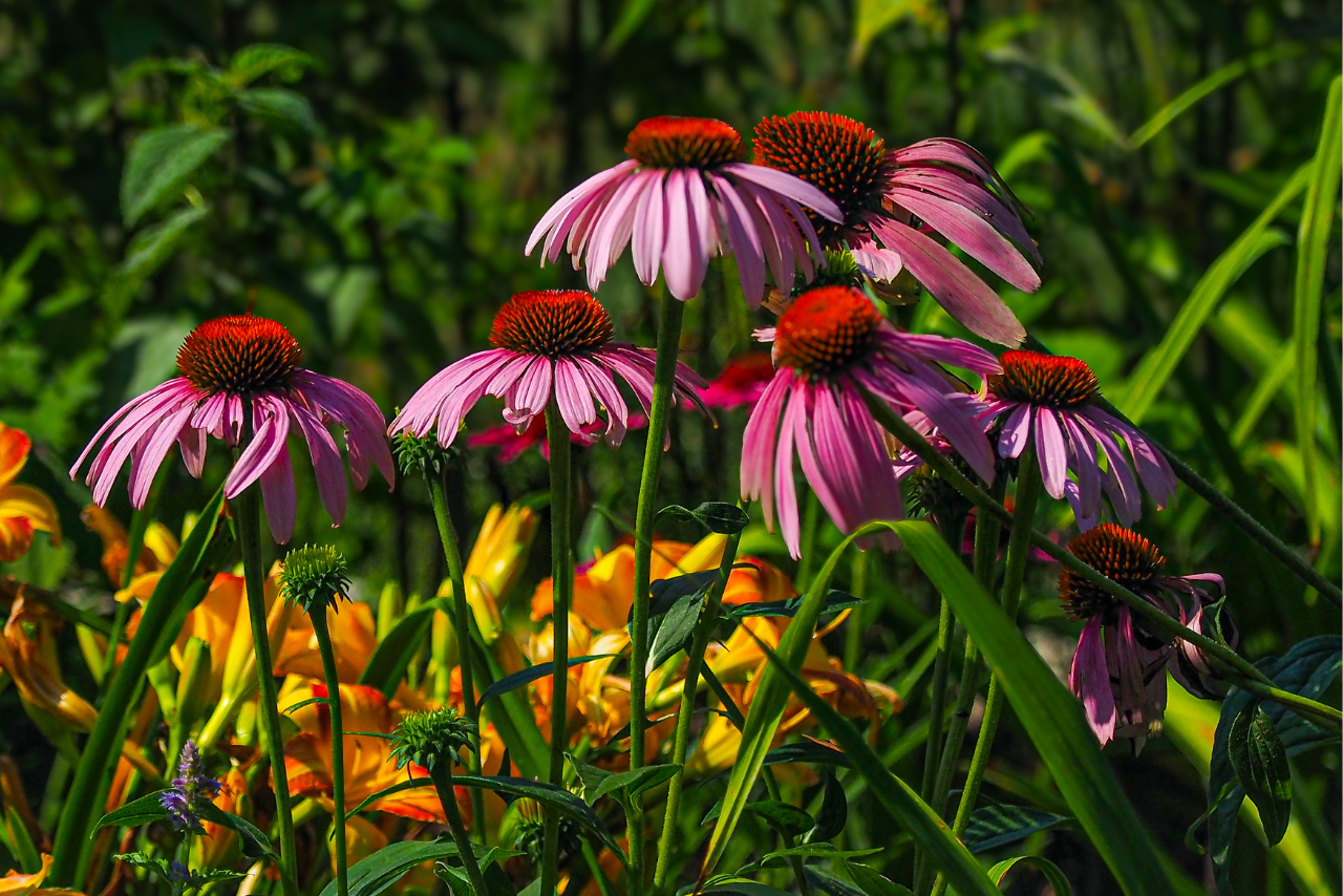 Purple coneflowers with orange daylilies in a garden landscape.