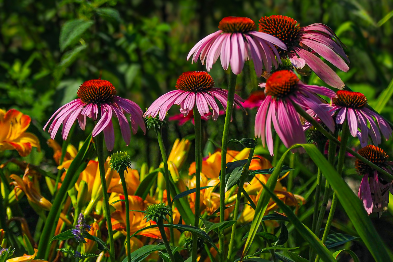 Pink flowers and orange and yellow flowers.
