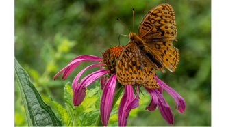 Butterfly resting on a purple cone flower in a garden.