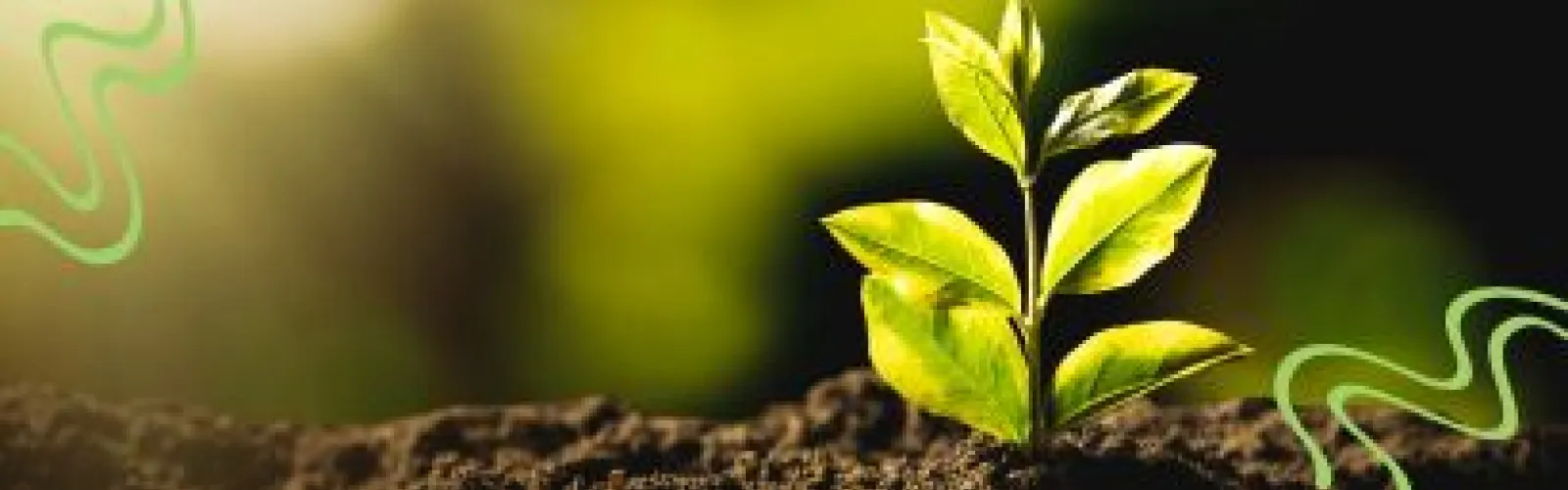 A plant in soil. Graphics of squiggly green lines on two corners. 