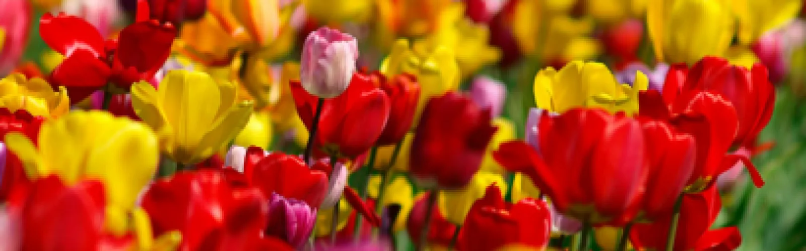 A field full of red and yellow tulips. 